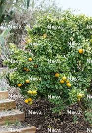 Image result for Citrus × aurantium
