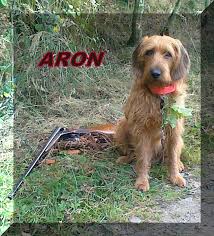 Image result for štýrský brakýř