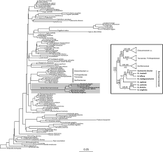 Image result for Burmannia madagascariensis