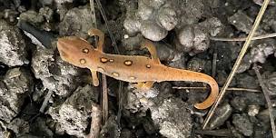 Reptiles & Amphibians - OH MY!