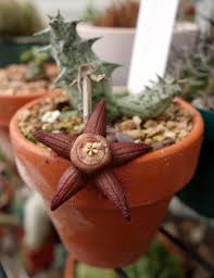 Image result for Duvalia