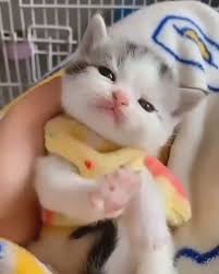 Cute Cats Kittens On Instagram Purrr Video By Tag Someone Who Loves Cats Follow Cutecatcrew Cat Breeds With Pictures Kittens Cutest Cute Cats