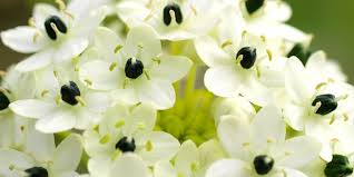 Image result for Ornithogalum
