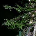 Image result for Polyphlebium