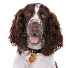 We did not find results for: English Springer Spaniel Puppies For Sale Adoptapet Com