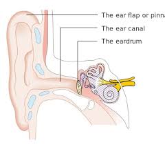 The three ossicles are called hammer, anvil, and stirrup and act to decrease sound before it hits the inner ear. Ear Anatomy Overview Parts And Functions Biology Dictionary
