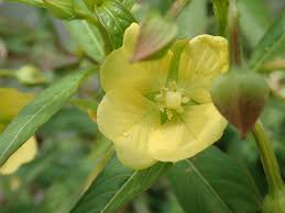 Image result for Ludwigia octovalvis