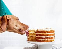 puppy eating a birthday cakeの画像