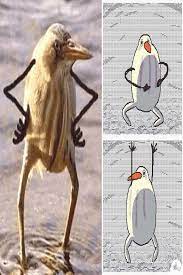 Bird Wanted Arms Bird Is Happy In 2020 Cute Funny Animals Stupid Funny Memes Animal Memes