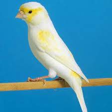صور عصافير كناري روعة canary bird pictures canary birds breeds bird pictures