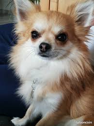 Bonjour Je Recherche Jolie Demoiselle Pour Fonder Une Petite Famille Mon Profil Jeune Homme Chihuahua De 2 An Chihuahua Le Chihuahua Chihuahua Au Poil Long