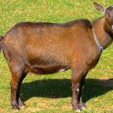 10 Bizarre Items For Sale On Craigslist Nigerian Dwarf Goats Dwarf Goats Nigerian Dwarf