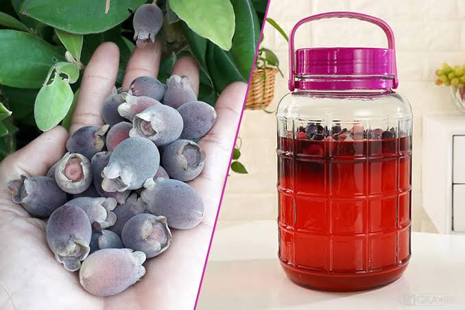 Cách ngâm rượu sim ngon: Ngâm sim tươi, sim khô và tỷ lệ chuẩn