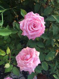 Maybe you would like to learn more about one of these? Fragrant Floribunda