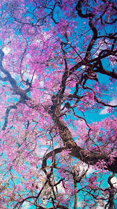 Tons of awesome cherry blossom wallpapers hd to download for free. 24 Cherry Blossom Iphone Wallpapers Wallpaperboat