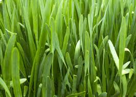 Once established, garlic chives are hardy to zone 4 without additional winter. How To Plant Grow And Harvest Chives