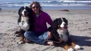 Click here to view bernese mountain dogs in wisconsin for adoption. Mufasa Bernese Mountain Dog 2015 Akc Humane Fund Awards For Canine Excellence Youtube