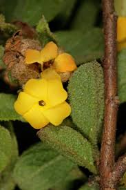 Image result for Hermannia grandistipula