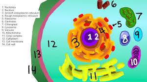 In fact, the word organelle is just a big word which means small organ. Cell Organelle Types Functions Expii