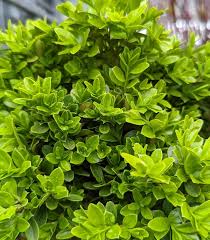 Image result for Buxus