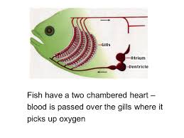 Reptiles and mammals both have a four chambered heart yet reptiles utilize the sun to monitor body temperature while mammals control body temperature. Chordates And Fish Ppt Video Online Download