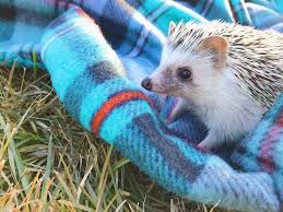 This is the translation of the word hedgehog to over 100 other languages. 15 Fantastic Idioms In Languages Spoken Around The World