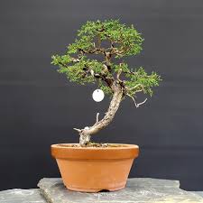 Image result for Ficus pygmaea