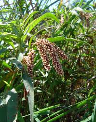 Image result for Persicaria senegalensis