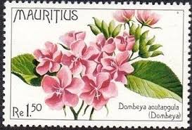 Image result for Dombeya acutangula