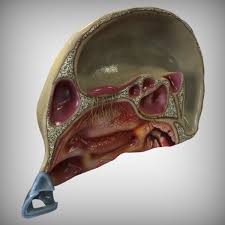 3d Model Nose Anatomy 3d Model Model 3d Anatomy