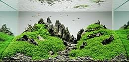 The 2hr aquarist's comprehensive guide on aquascaping styles practiced for the advanced planted aquarium. Aquascaping Wikipedia