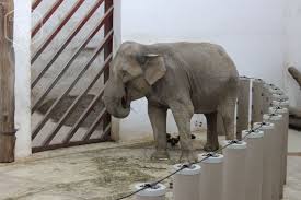 57, targu mures 547333 romania. Zoo Targu MureÈ Cea Mai FrumoasÄ GrÄdinÄ ZoologicÄ Din Romania