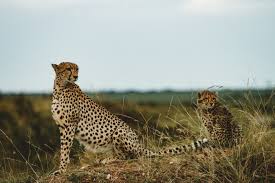 Hd Photo By Lee Bernd Weektoo On Unsplash Cheetah Pictures Cheetah Photos Animals