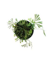 Image result for Actiniopteris radiata