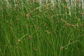 Image result for Schoenoplectus scirpoides