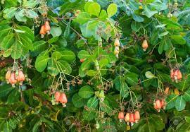 The cashew fruit, also known as caju in goa, has a purpose as well. Cashew Tree With The Raw Fruit And Nut Stock Photo Picture And Royalty Free Image Image 97470437