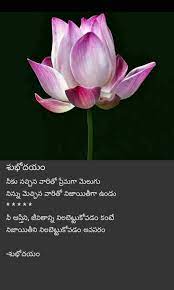 Good morning images to inspire a better day. Pin By Santhi On Me Good Morning Messages Morning Messages Flowers