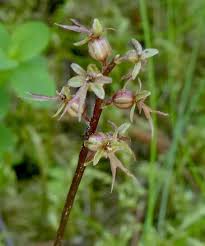 Image result for Nesaea cordata