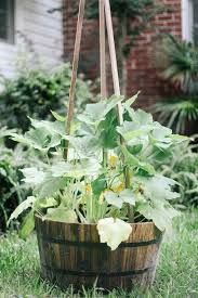 We did not find results for: How To Grow Zucchini Vertically Hunker Zucchini Plants Growing Zucchini Vertical Vegetable Garden