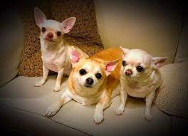 Pin By Lynn Tranquellino On Chihuahua Lovin Chihuahua Puppies Chihuahua Dogs Cute Animals