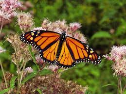 Numero 271 Mariposa Monarca Monarcas Danaus Plexippus