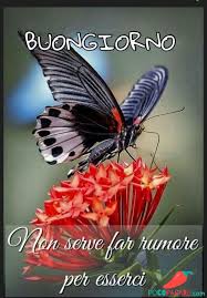 Immagini buongiorno con farfalle e fiori bianchi. Immagini Buongiorno Con Fiori E Farfalle
