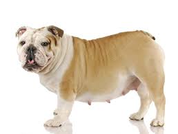 Find out how long, how often, and how often you should take your french bulldog for a walk. Can Bulldogs Give Birth Naturally A Complete Guide Any Bulldog