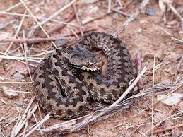 Kervel, camping bretagne à plonevez porzay avec piscine, bord océan atlantique. Les Reptiles De L Aude Federation Aude Claire