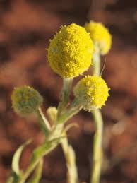 Image result for Calostephane