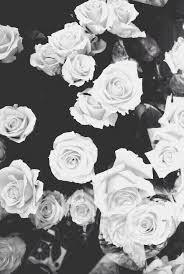Black And White Flower Screensaver Fondos De Pantalla Tumblr Mwrtinx White Roses Wallpaper Pink Wallpaper Iphone Wallpaper Backgrounds