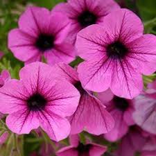 Check spelling or type a new query. Top 5 Annuals For The South Howstuffworks