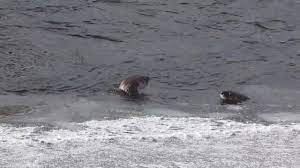 Yellowstone National Park Otters On The Gallatin River Facebook