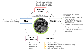 IJMS | Free Full-Text | Bioprospecting Antimicrobials from  Lactiplantibacillus plantarum: Key Factors Underlying Its Probiotic Action