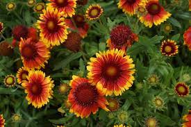 We did not find results for: Hd Wallpaper Italy Genoa Nervi Flower Flowering Plant Vulnerability Wallpaper Flare